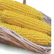 CORN SUPER SWEET